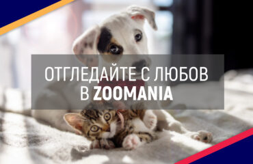 ViaNorth_Article_Cover_Pets_July_2023
